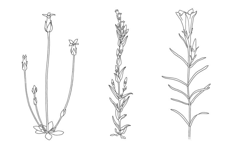 Linjeteckningar i tusch av olika blommor, Gentianaväxter.