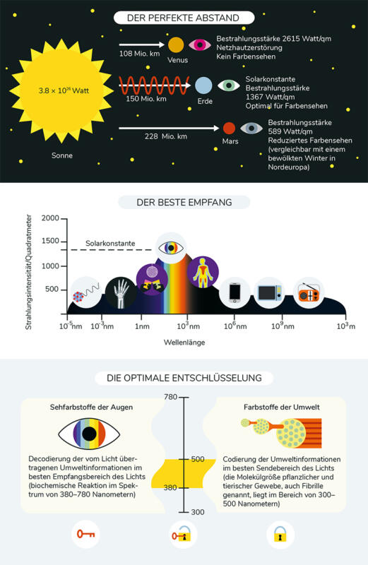 Infografik som visualiserar det mänskliga ögats förmåga att absorbera våglängder