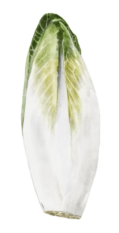 salladsblad, Endive. Handtecknad illustration i färg.