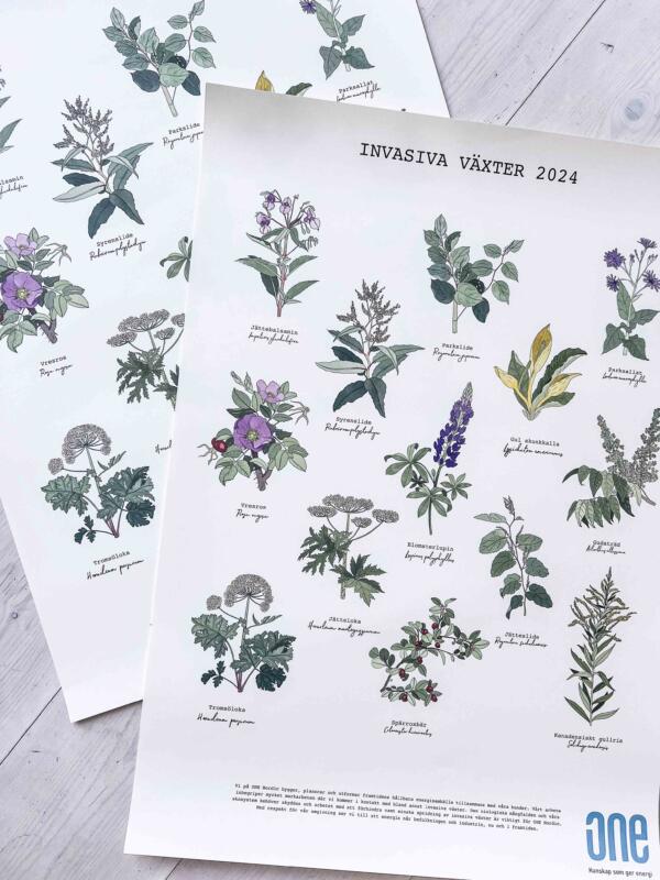 Färdiga affisher med botaniska illustrationer av växter.