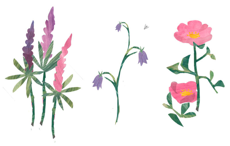 Blommor i tre stilar: Tre olika blommor—lupin, blå klockor och nyponros—representerar Gotlands naturliga flora i ett enkelt och färgglad kollage.