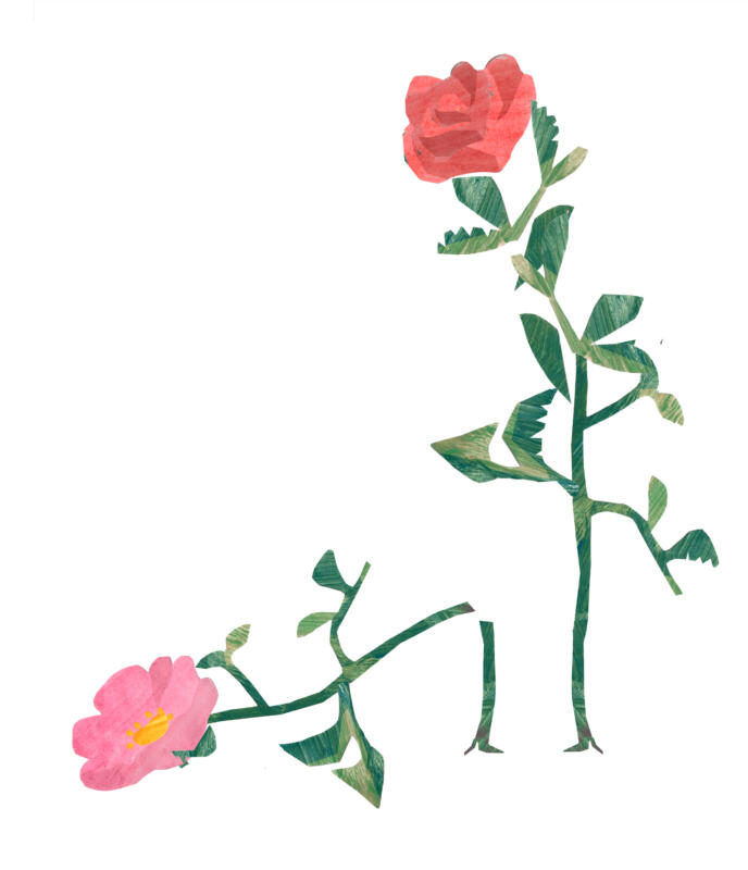 En stiliserad illustration av två olika rosor. Den övre blomman är en klassisk röd ros med en upprätt stjälk, medan den nedre är en vresros med en rosa blomma och en lägre, avhuggen stjälk. Bilden kontrasterar de två blommorna i form och färg, vilket symboliserar skillnaderna mellan den traditionella rosen och vresrosen, en mer robust och vild art.