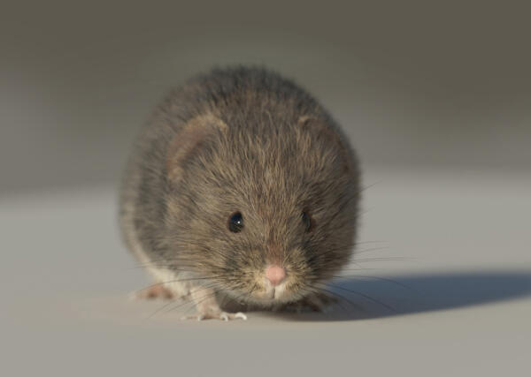 Field vole