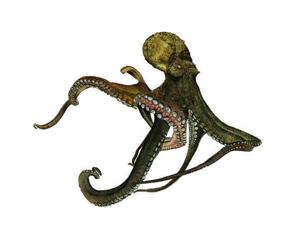 Realistisk akvarellmålning av en bläckfisk