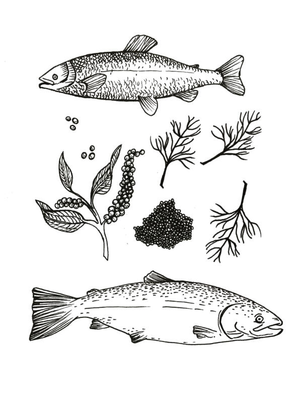 Linjeillustrationer av fisk, lax, sill, peppar, rom, dillkvist