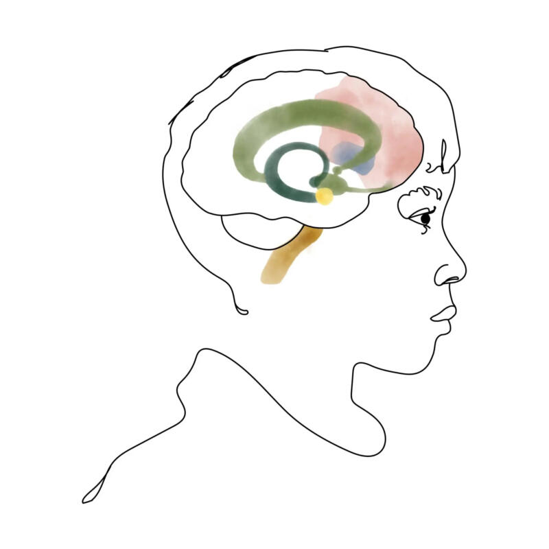 Stiliserad illustration av en persons i sidoprofil och hens hjärna i genomskärning.