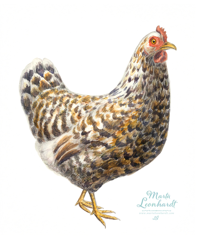 Illustrationer i akvarell till utställning om Allmogeliv, Kulturen i Lund. Historia, läromedel, faktabok, barnbok, barnböcker, bönder, Sverige. Historiska illustrationer av människor i svenskt lantliv, målade för hand. Höna.