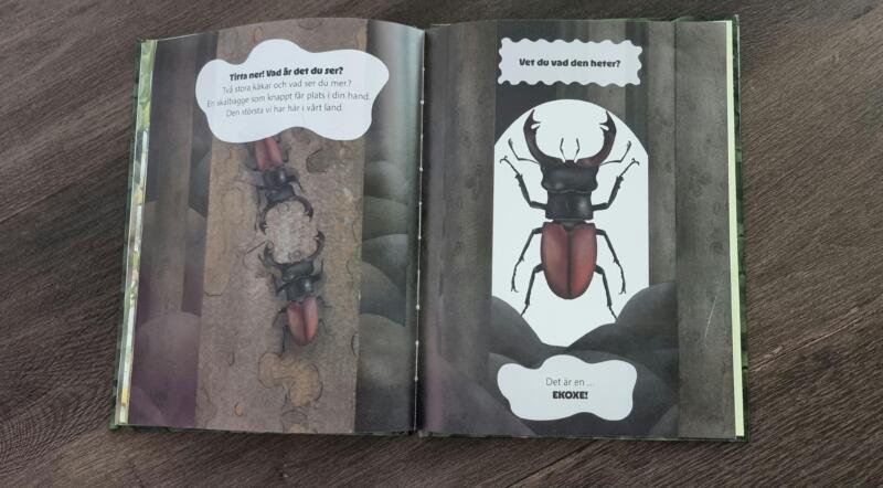 Illustration av ekoxe i barnboken Titta ner!, nordisk natur och djur i barnbok