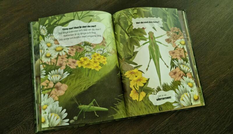 Illustration av vårtbitare i barnboken Titta ner!, faktabok om insekter för barn