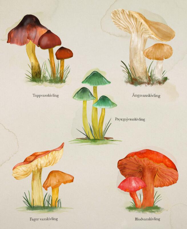 Mushrooms