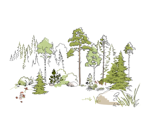 Illustration av grönskande blandskog.
