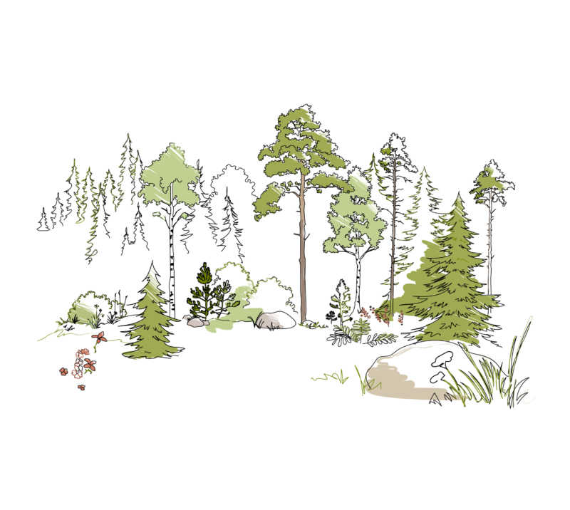 Illustration av grönskande blandskog.