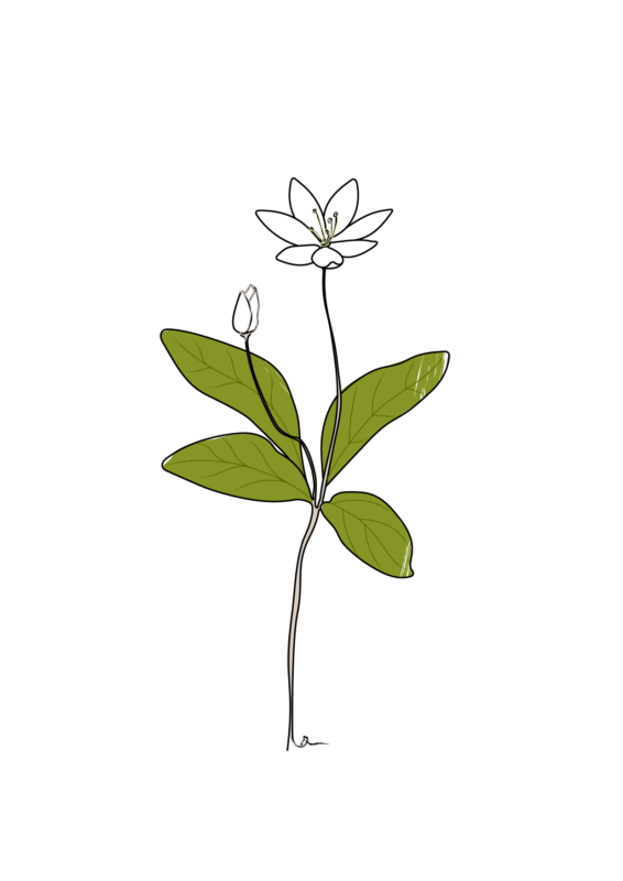 Enkel illustration av blomman Skogsstjärna.