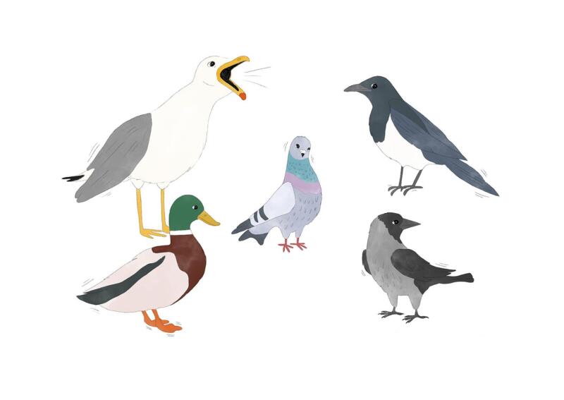 Olika fåglar som man ska räkna. And, fiskmås, duva, kaja, skata, gråkråka.