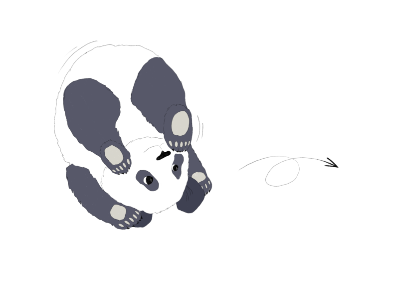 Panda som gör en kullerbytta.