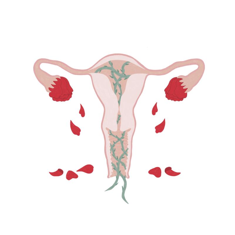 redaktionell illustration föreställande en livmoder och rosor. 
