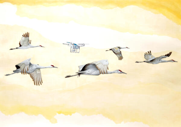 Flyttfåglar flyger söderut tillsammans med en drönare.