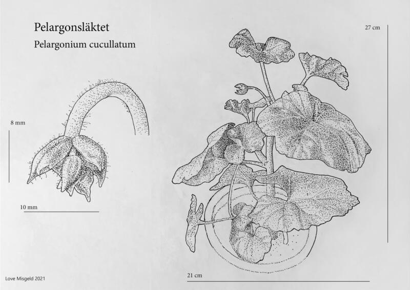 Tusch illustration av växt pelargoner i traditionel prickteknik botanisk bild tusch teckning
