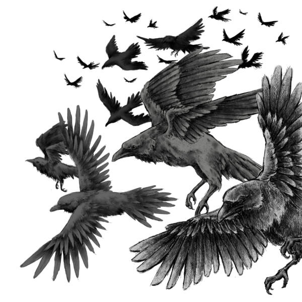 En digital, svartvit illustration av kråkor som passerar från höger till vänster. Några passerar nära och är stora och detaljerade och de längre bort är svarta siluetter. Ingen bakgrund, endast vitt.
