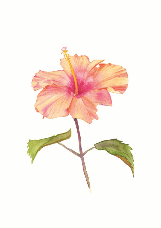 Realistisk akvarellmålning av Hibiskus