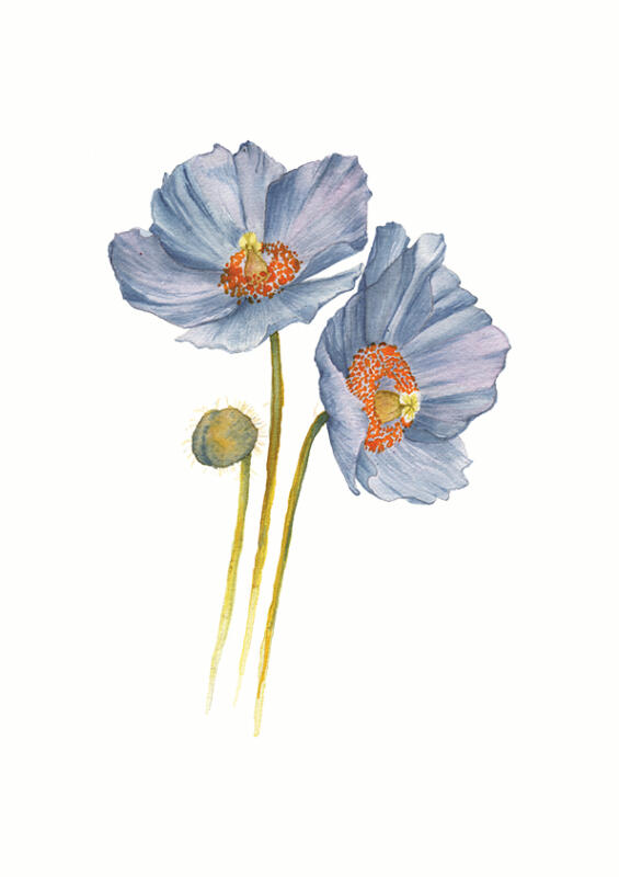 Realistisk akvarellmålning av Blå Vallmo