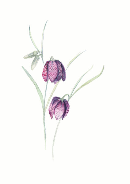 Realistisk akvarellmålning av Kungsängslilja