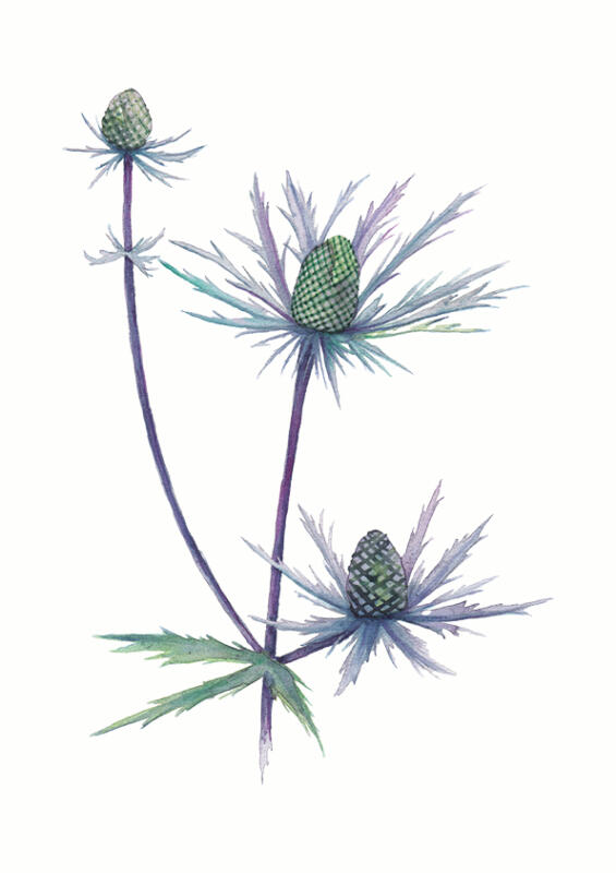 Realistisk akvarellmålning av Alpmartorn