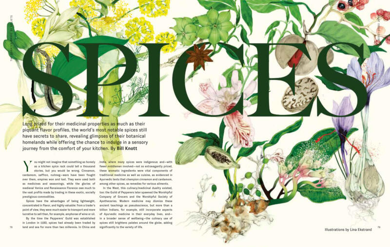 handdrawn botanical spices