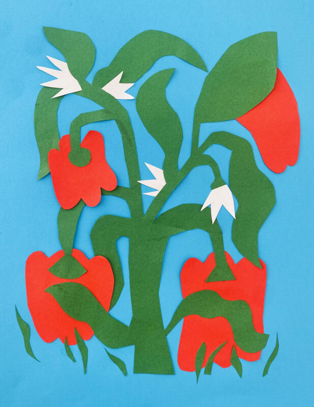 Paprikaväxt, pappersklippteknik