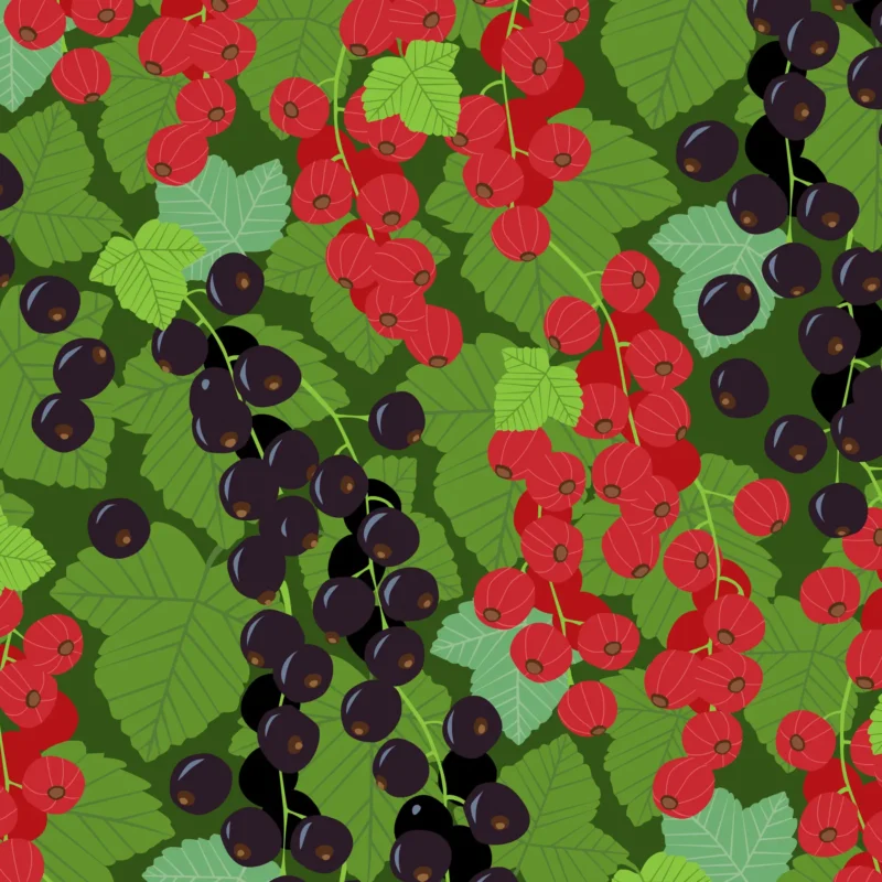 Mönster med svarta och röda vinbär