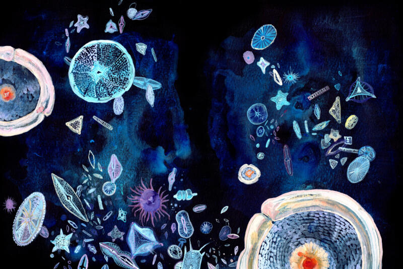 Flercellig livsutveckling i havet, akvarell och akryl, vetenskaplig illustration för läromedel och redaktionellt.