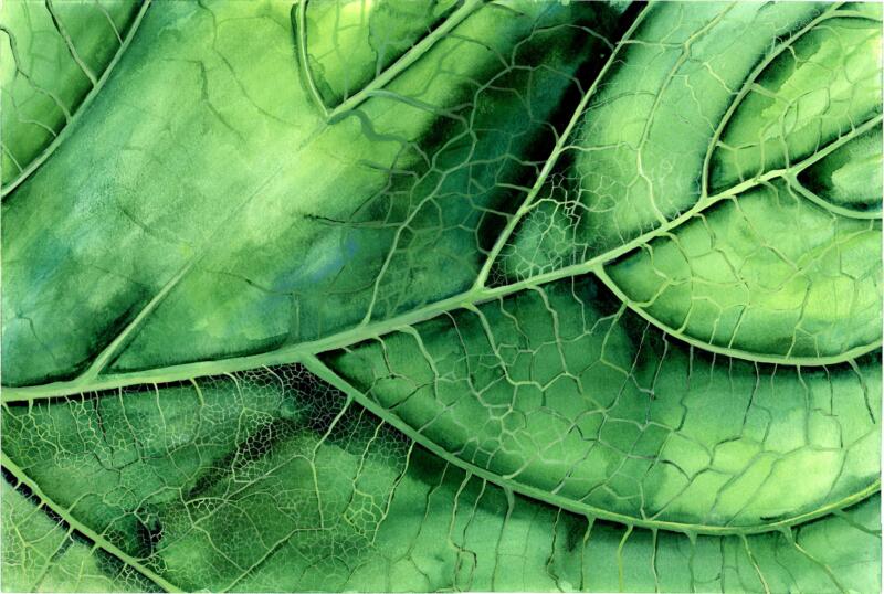 Handgjord akvarell med motiv av ett inzoomat blad där ådrorna syns tydligt. Illustration om hållbarhet, grön omställning och klimat. Teman som regenerativt jordbruk, ekologisk odling, natur, framtidstro och relationen mellan människa och jord. Passar för projekt, böcker och bildmaterial om miljö, matproduktion och hållbart liv.