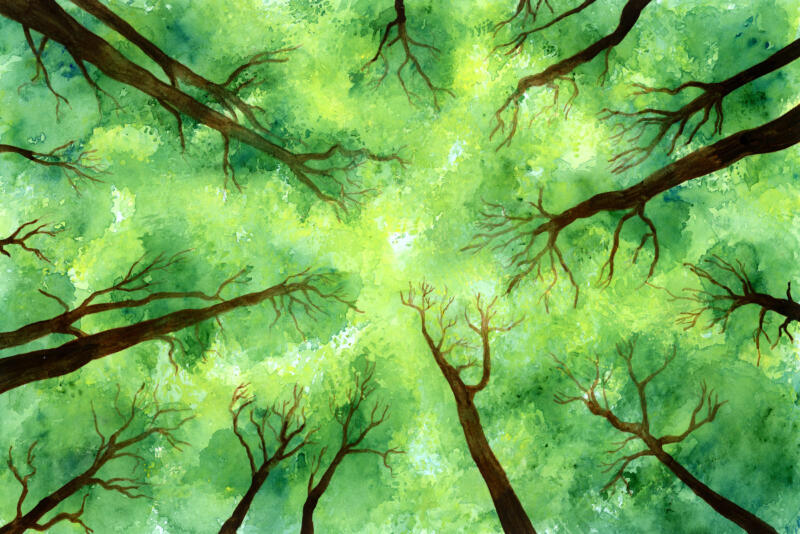 Handgjord akvarell med motiv av trädkronor. Illustration om hållbarhet, grön omställning och klimat. Teman som regenerativt jordbruk, ekologisk odling, natur, framtidstro och relationen mellan människa och jord. Passar för projekt, böcker och bildmaterial om miljö, matproduktion och hållbart liv.