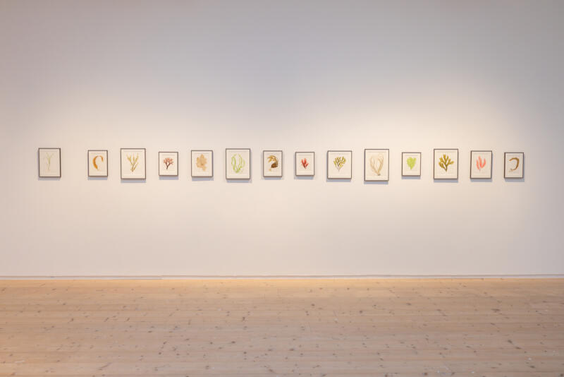 Bilden visar 14 inramade akvareller av alger och ålgräs på en vägg i Varbergs konsthallunder utställningen Seaweed Stories.
