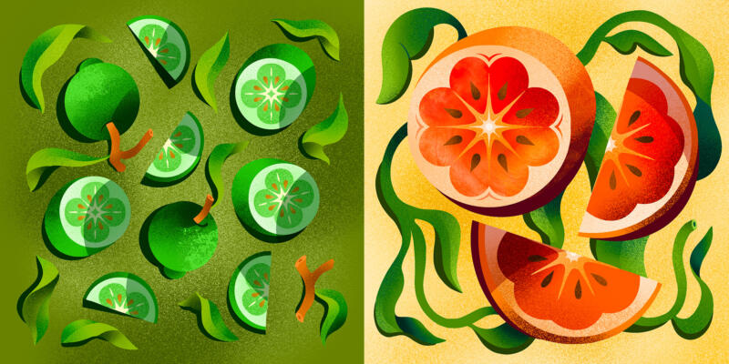 Vektor illustration av lime och blodapelsin