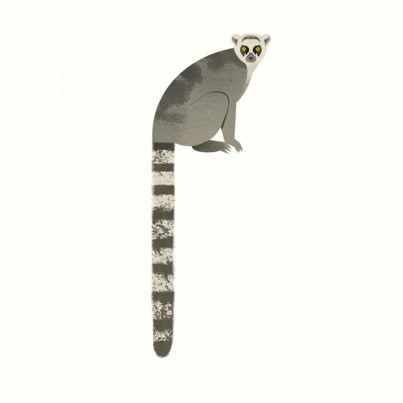 Illustration av en lemur