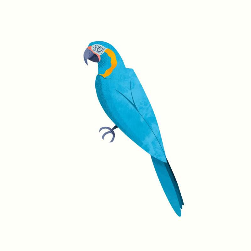 Illustration av en papegoja