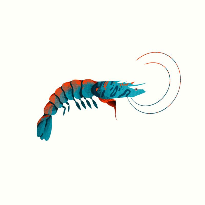 Illustration av en räka