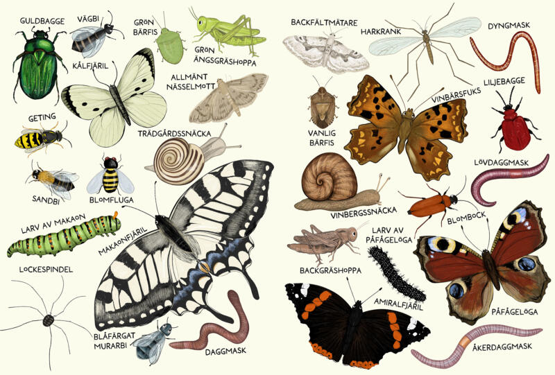 Uppslag ur barnboken Vera och småkrypen med olika slags småkryp