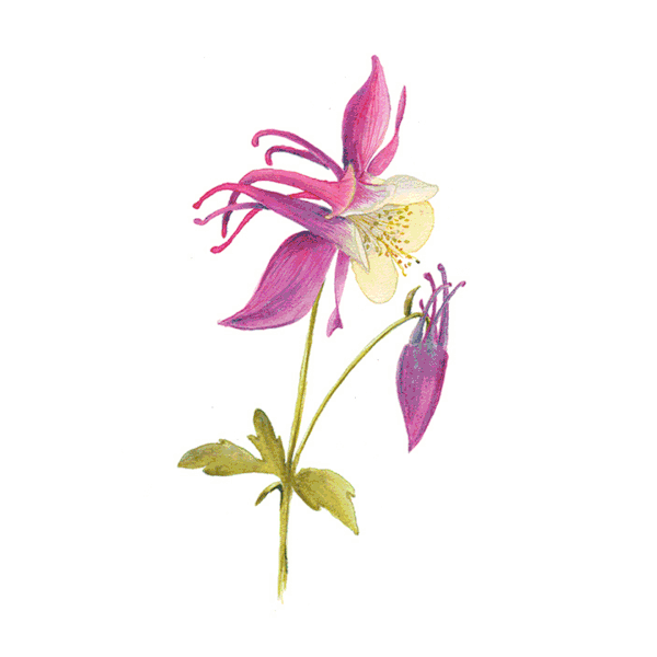Illustrerade blommor i realistisk stil målade med akvarell