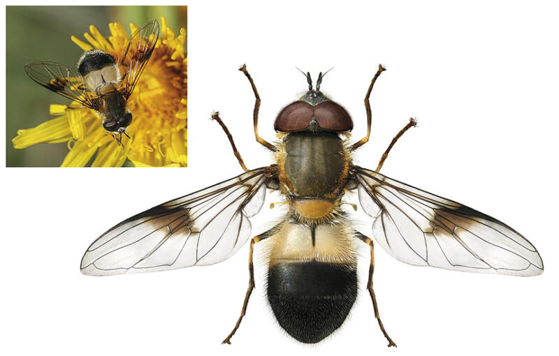 Illustration av en blomfluga för Sveriges Fauna och Flora.