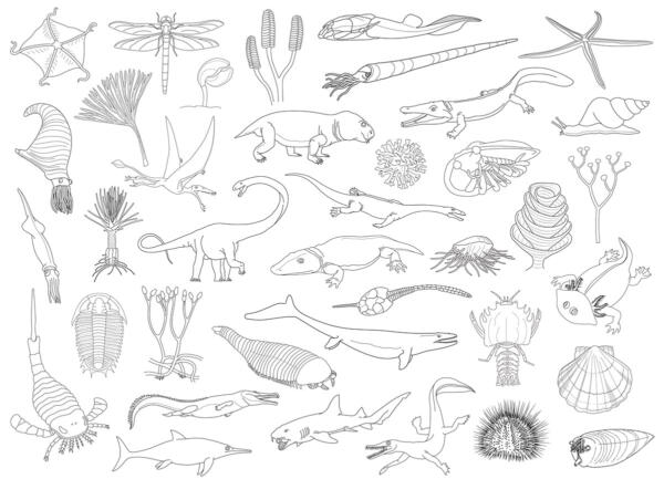 Illustration av olika fossiler och förhistoriska djur.