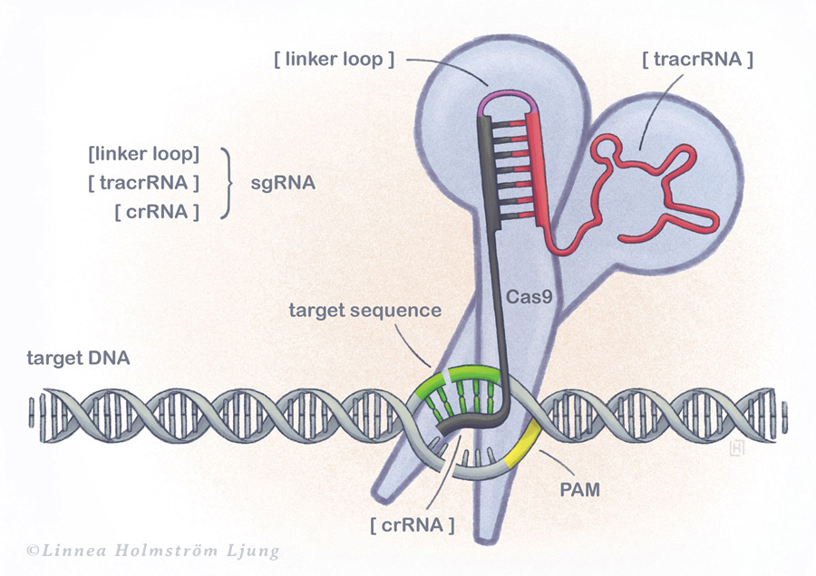 Illustration of CRISPR Cas-9 as the gene scissors, cutting in a DNA string.
