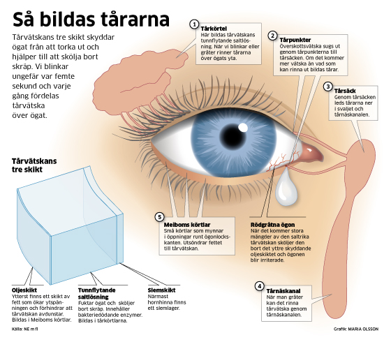 Naturvetenskaplig illustration och text som beskriver hur tårar bildas. Den förställer ett stort blått öga och visar vart tårkanaler och köttlar finns.