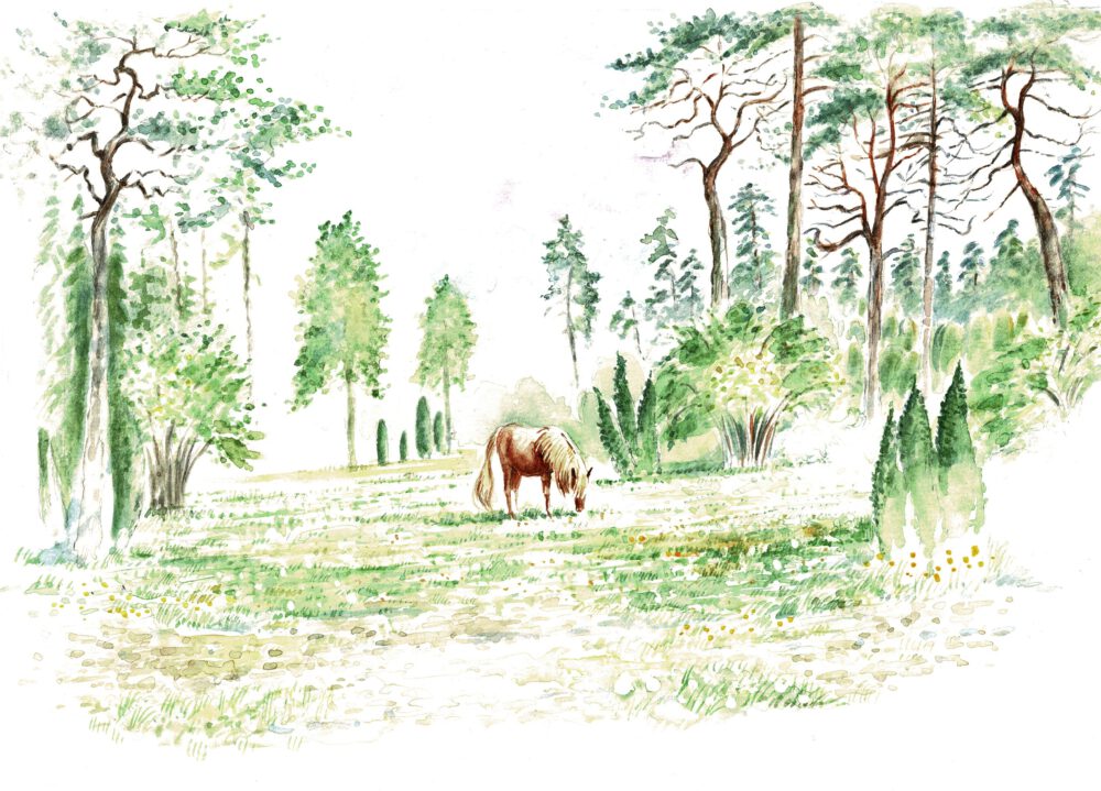 Ett hävdat betat landskap med betande djur. Ett återställd betesmark med en rik flora och insektsfauna.