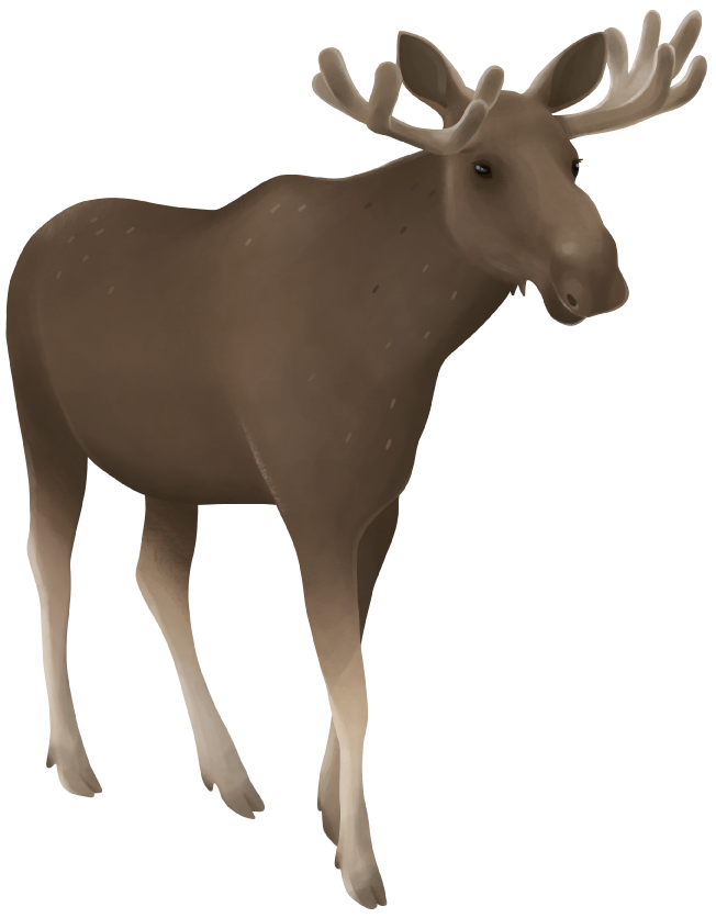 Älg