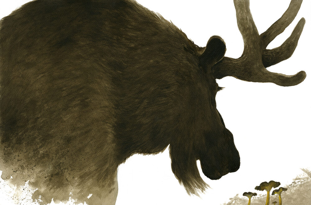 En älg  i svampskogen