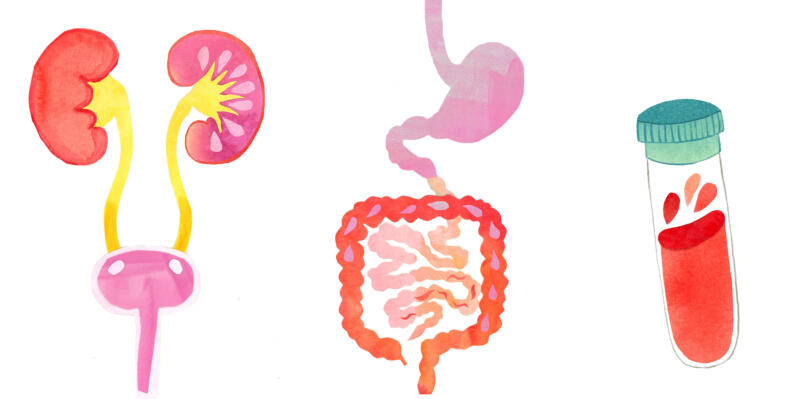 Illustrerade inälvor. Illustrerade tarmar. Blodprov. Tbe. Vaccin. Tjocktarm och tunntarm. 