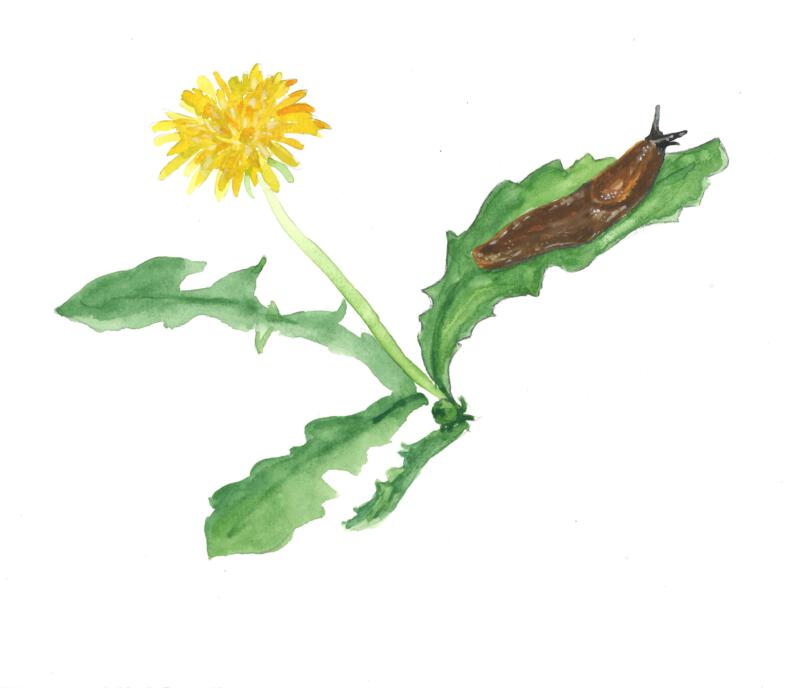 snigel, maskros, illustration