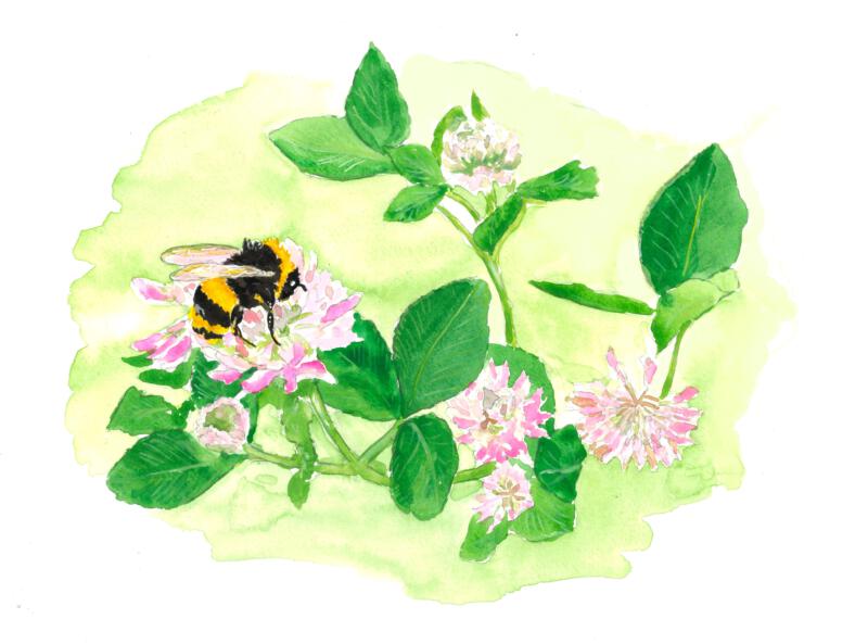 nature, flower, bumblebee painting 